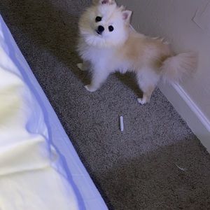 Meet your Posher, Sheila